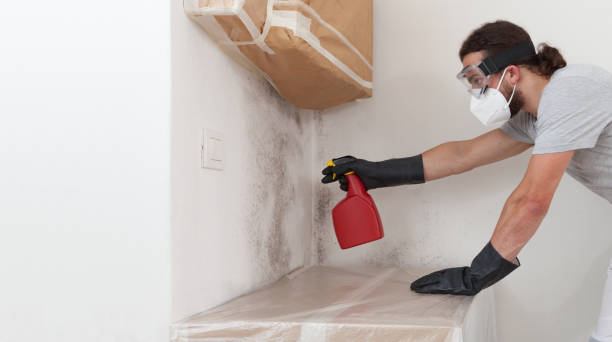 Professional Mold Remediation technician working in Belmont, MA